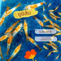 ราคา กุ้งแคระ ซูชิส้ม (21330141339)