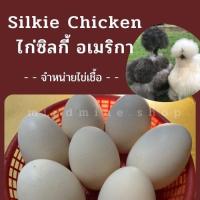 ราคา Silkie Chicken Fertilized Eggs ไข่เชื้อซิลกี้ 3ใบ แพค ไก่ซิลกี้ อเมริกา ไข่เชื้อ สำหรับการฟักในตู้ฟัก (21277746357)