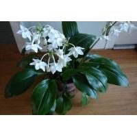 ราคา ว่านมหาโชค 10หัว เป็นที่นิยมปลูกของนักเล่นว่านมาตั้งแต่สมัยอยุธยา เป็นว่านเมตตามหานิยม ช่วยให้ผู้คนเคารพนับถือ มีความยำเกรง นำโชคลาภ ทรัพย์สินเงิน และชื่อเสียงเกียรติยศมาแก่ผู้ปลูก (21010623147)