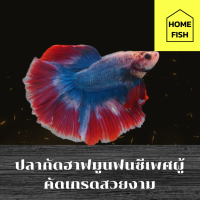 ราคา ปลากัดฮาฟมูนแฟนซีสวยงามเพศผู้ คัดเกรด มีรับประกันสินค้า มีเก็บเงินปลายทาง (21165172708)