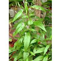 ราคา เมล็ดพันธุ์ฟ้าทะลายโจร 200 เมล็ด (9751298877)