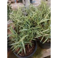 ราคา ต้นไผ่เงิน หรือ ต้นหญ้าแมว ไผ่แมว กระถาง6นิ้ว (21373506215)
