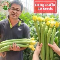 ราคา เมล็ดพันธุ์ใยบวบยาว บรรจุ 40เมล็ด Long Luffa Seed Organic Vegetable Seeds for Planting เมล็ดใยบวบยาว บวบหอมยาว เมล็ดพันธุ์ OP แท้ ผักออร์แกนิก F1 เมล็ดพันธุ์ผัก เมล็ดพันธุ์พืช พันธุ์ผัก เมล็ดผัก ผักสว
