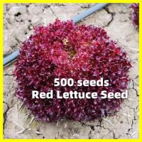 ราคา เมล็ดพันธุ์ ผักกาดหอม สีม่วง Purple Lettuce Seed งอกง่าย 500เมล็ด ซอง Red Lettuce Seed Lettuce Vegetable Seeds for Planting Hydroponics Vegetable Plants รูบีคอส เมล็ดพันธุ์ผัก เมล็ดพันธุ์ ผักสวนครัว เ