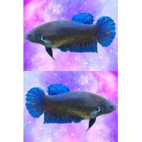 ราคา ปลากัดแม่พันธุ์มาเลย์ อินโด ลูกนอก สายกัดดุ สายลุย มีเก็บเงินปลายทาง (21199452426)