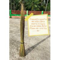 ราคา ก้านมะพร้าว สด สีสวย เหนียว ทนทาน ใช้ทำไม้กวาด จักสาร งานประดิษฐ์ กวาดลาน กวาดวัด กวาดในสวน กวาดขยะ กทม (16941318426)