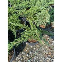 ราคา ต้นสนเลื้อยแคระ สนจูนิเปอร์ Juniperus procumbens กระถาง 8 11นิ้ว (21388814891)