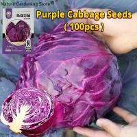 ราคา เมล็ดพันธุ์ กะหล่ำปลี ม่วง บรรจุ 100เมล็ด Purple Cabbage Seed Organic Vegetable Seeds for Planting เมล็ดพันธุ์แท้ OP แท้ เมล็ดกะหล่ำปลี เมล็ดพันธุ์ผัก ผักสวนครัว บอนไซ บอนสี ผักออร์แกนิก พันธุ์ผัก เมล