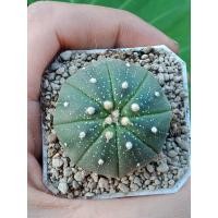 ราคา แอสโตรไฟตั้มด่างร่องเขียวอ่อน Astrophytum cactus succulent กระบองเพชร ไม้อวบน้ำ (19568671573)