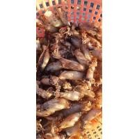 ราคา หมึกกะตอยต้มตาก ขนาด500กรัม (21407807449)