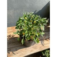 ราคา ต้นพริกตุ้มจิ๋ว ติดเม็ดพริก มี 2 ขนาดให้เลือก กระถาง 5 8 นิ้ว (21440125926)