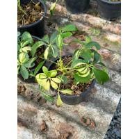 ราคา ต้นหนวดปลาหมึก ส่งพร้อมกระถาง (21093659512)