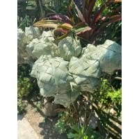 ราคา กล่องใส่ข้าวเหนียวใบตาล6ชิ้น แอบข้าว กระติ๊บข้าวเหนียว ใส่ของ ตั้งโชว์ ประดับร้าน (21185173619)