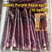 ราคา เมล็ดพันธุ์ หน่อไม้ฝรั่ง บรรจุ 10เมล็ด Purple Asparagus Seed Organic Vegetable Seeds for Planting หน่อไม้ฝรั่งสีม่วง เมล็ดหน่อไม้ฝรั่ง ผักออร์แกนิก เมล็ดพันธุ์ผัก บอนไซ พันธุ์ผัก เมล็ดผัก เมล็ดพันธุ์พ