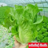 ราคา เมล็ดพันธุ์ ผักสลัด บรรจุ 100เมล็ด Lettuce Seeds Hydroponics Organic Vegetable Seeds for Planting ผักสลัด ผักออร์แกนิก เมล็ดพันธุ์ผัก บอนไซ พันธุ์ผัก เมล็ดผัก เมล็ดพันธุ์พืช เมล็ดบอนสี ผักสวนครัว ของแ