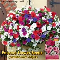 ราคา เมล็ดพันธุ์ ดอกพิทูเนีย คละสี เมล็ดพิทูเนีย บรรจุ 20 เมล็ด Petunia Seeds Flower Seeds for Planting เมล็ดดอกไม้ ต้นไม้มงคล บอนสี เมล็ดบอนสี บอนไซ ต้นไม้ ไม้ประดับมงคล ดอกไม้จริง ต้นบอนไซ พันธุ์ดอกไม้ ด