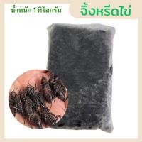 ราคา จิ้งหรีดไข่แน่นๆ จิ้งหรีดต้มสุกแช่แข็ง 1 kg จิ้งหรีด ต้มแล้ว เกรดAไข่แน่นคัดพิเศษๆ ฟรีลังโฟมครับ (21437755065)