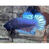 ราคา ปลากัดเก่ง เมืองเพรชบุรี หนังแรด หนาๆ (21405510372)