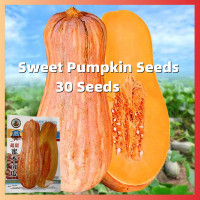 ราคา เมล็ดพันธุ์ฟักทอง 30 Seeds High Yield Glutinous Sweet Pumpkin Seeds เมล็ดพันธุ์ ฟักทอง ใบเตย แปดริ้ว เมล็ดฟักทองญี่ปุ่นสีส้ม เมล็ดพันธุ์ฟักทองญี่ปุ่นสีส้ม Orange Japanese Pumpkin Seeds Pumpkin Plants 