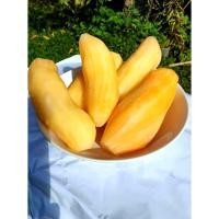 ราคา สดจากฟาร์ม บัวหิมะสด จากดอยอ่างขาง ของแท้ ขายเป็นกิโล ราคาถูก ที่สุด ราคาส่ง (21342222938)