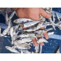 ราคา ปลาหลังเขียว ขนาดกลาง ปลาหลังเขียวตากแห้ง 1กิโลกรัม 80 บาท (18950711497)