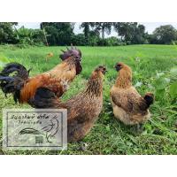 ราคา ไข่เชื้อไก่ดำมองโกเลีย 1 ชุดละ 111 บาท มี 3 ฟอง เก็บสดใหม่ทุกวัน พร้อมสำหรับฟัก เลือด100 (9937817784)