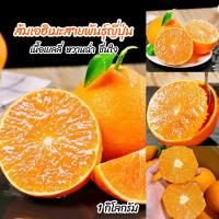 ราคา ส้มเอฮิเมะสายพันธุ์ญี่ปุ่น 1kg Ehime Orange เนื้อเยลลี่น้ำเยอะ หวานฉ่ำทุกลูก (21404097934)