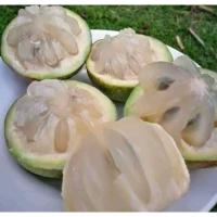 ราคา แอปเปิ้ลน้ำ หมากน้ำนม เก็บสดจากสวน นครศรีธรรมราช ผลไม้ท้องถิ่นใต้ หาทานยาก หนึ่งปีมีหนึ่งครั้ง คละสี เขียวและม่วง น้ำหนัก 1 กิโลกรัม (21352402637)