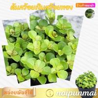 ราคา ต้นสร้อยเงินสร้อยทอง กระถาง 3 นิ้ว ส่งพร้อมกระถาง (21288561551)