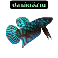 ราคา เลี้ยงปลากัด ปลากัดอีสาน ตัวผู้ ตัวเมีย ปลากัดป่า ปลากัดไทย ปลากัดสวยงาม ปลากัดตัยเมีย (21401479105)