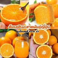 ราคา ส้มเอฮิเมะสายพันธุ์ญี่ปุ่น 1kg เนื้อเยลลี่ หวานฉ่ำ น้ำเยอะ Ehime Orange (21404338767)