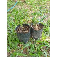 ราคา มะม่วงหาวมะนาวโห่ผลสด มะม่วงหาวมะนาวโห่ ผลสุก ผลดิบ ผลสุก ดิบ 1 กิโลกรัม ผลิตผลตามฤดูกาล ต้นพันธ์ 2 ถุง (21404317438)