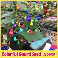 ราคา เมล็ดพันธุ์ น้ำเต้าเซียนจิ๋ว บอนสี เมล็ดน้ำเต้าเซียนเล็ก บรรจุ 8เมล็ด Mini Ornamental Bottle Gourd Seed เมล็ดดอกไม้ เมล็ดพันธุ์ผัก เมล็ดบอนสี ต้นไม้ประดับ บอนสีหายาก ไม้ประดับ บอนไซ เมล็ดพันธุ์พืช ปลู