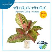 ราคา กวักทรัพย์ จำนวน 1 ต้น เลี้ยงน้ำได้ ไม้มงคล ไม้ฟอกอากาศ (21441883379)
