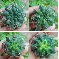 ราคา ถูกที่สุด แคคตัสยิมโนบัลเดียนั่ม Gymnocalycium Baldianum กระบองเพชร ไม้อวบน้ำ cactus succulent (9996341635)