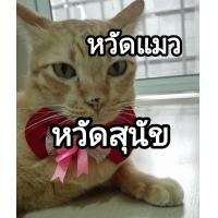 ราคา อาหาร สุนัข แมว หวัด ทางเดินหายใจ แบ่งขาย (21382385147)