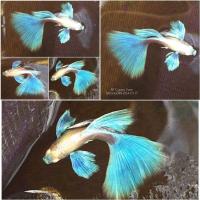 ราคา อาหารปลาหางนกยูง อัลบิโนบลูเทล สำหรับลูกปลา และพ่อแม่พันธ์ (21434214905)