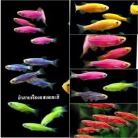 ราคา ปลาม้าลายเรืองแสงคละสี เซ็ท 5 ตัว แถม 1 และอาหารปลา (21409499397)
