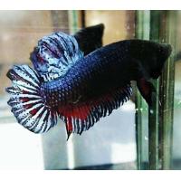 ราคา ปลากัดมาเลลูกนอก ชุดเทราคา เขี้ยวยาวๆ (21400231606)