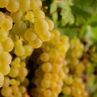 ราคา 1 ต้นองุ่น ติดตา พร้อมปลูก ทำรั้ว สายพันธุ์ พันธุ์ Airen ต้นใหญ่ สูงขนาด 60 80 ซม รับประกันสินค้า (20956925811)