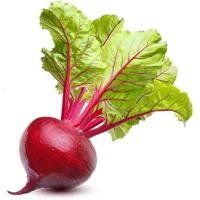 ราคา 50 เมล็ด ผักสวนครัว Beetroot Seeds บีตรูต บีทรูท สายพันธุ์ Ruby Queen Beet (21358031527)