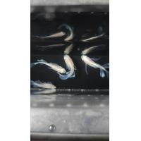 ราคา พวงกุญแจรูปปลาซิวข้าวสารญี่ปุ่นtopaz I RLFจากญี่ปุ่น (21265036564)