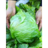 ราคา เมล็ดพันธุ์ผักกาดแก้ว 500เมล็ด ซองใหญ่ ส่งฟรี (21380393327)