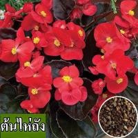 ราคา พร้อมส่ง ง่ายต่อการปลูกเมล็ด Begonia เมล็ดสด 100 บรรจุในถุง 100 เมล็ด เหมาะสำหรับปลูกกระถางต้นไม้ กระถางสวน เมล็ดพันธุ์ดอกไม้ ไม้ดอกไม้ประดับ ปลูกได้ทั่วไทยเมล็ดพันธุ์ไม้ดอกไม้ประดับ ดอกสวยงาม สีเมล็ 