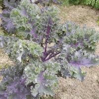 ราคา 50 เมล็ด เมล็ดผัก ผักสลัด เพอเพิลเคล คะน้าม่วง Red Russian kale สวนครัว เหมาะแก่การทำสวน ระยะเก็บเกี่ยวเร็ว Fruit and Vegetable Seeds (21288362280)
