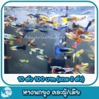 ราคา ปั้มลมสำหรับคนเลี้ยงปลา เพิ่มความสวยงามให้ตู้ปลา (21386781995)