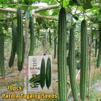 ราคา เมล็ดพันธุ์ บวบเหลี่ยม บรรจุ 10 เมล็ด Luffa Seeds Organic Vegetable Seeds for Planting เมล็ดบวบเหลี่ยม F1 เมล็ดพันธุ์แท้ OP เมล็ดผักสวนครัว เมล็ดพันธุ์ผัก บอนไซ ผักสวนครัว ผักออร์แกนิก พันธุ์ผัก เมล็ด