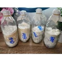 ราคา เชื้อเห็ดลม หรือเห็ดบด หรือเห็ดกระด้าง (21394496382)