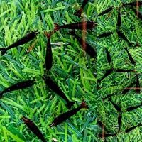 ราคา กุ้งแคระ มี 11 แบบ (21287642912)