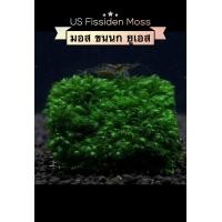 ราคา US Fissiden Moss มอสขนนกยูเอส มอสตกแต่งตู้ปลา ตู้ไม้น้ำ พันตะแกรง (16829632589)